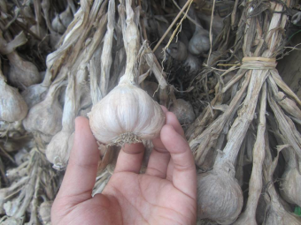 1 Kg tỏi ta khô Kinh Môn Hải Dương thơm ngon