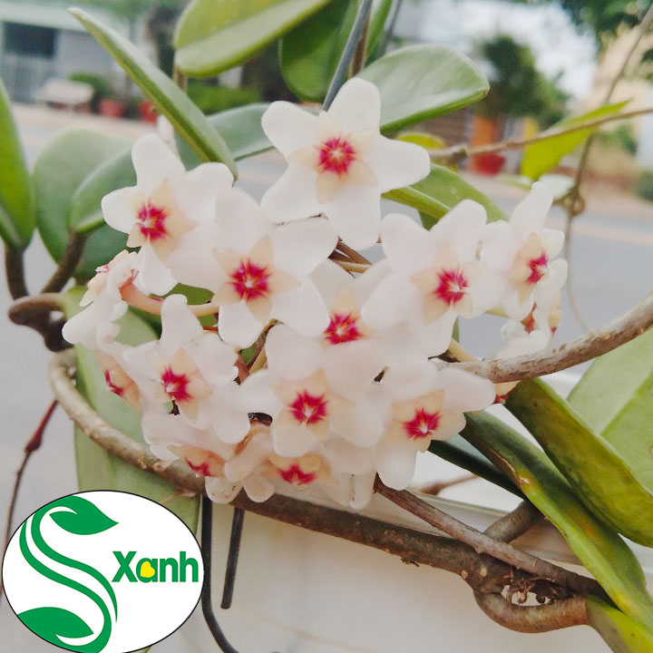 Lan cẩm cù chậu treo