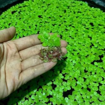 Bèo Tấm Lá To Xanh Đẹp Trang Trí Che Nắng Giữ Nhiệt Lọc Nước Cho Hồ Cá