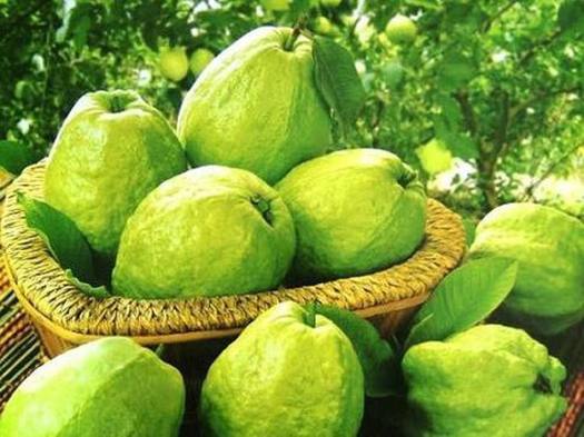 Ổi sấy lạnh gói - detox trái cây gói 200g