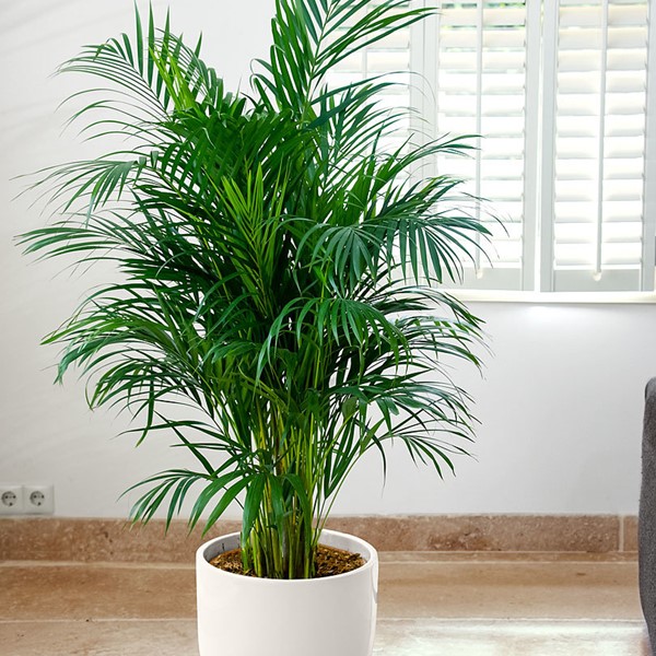 Chậu cau hawai giống, cây nội thất phong thủy