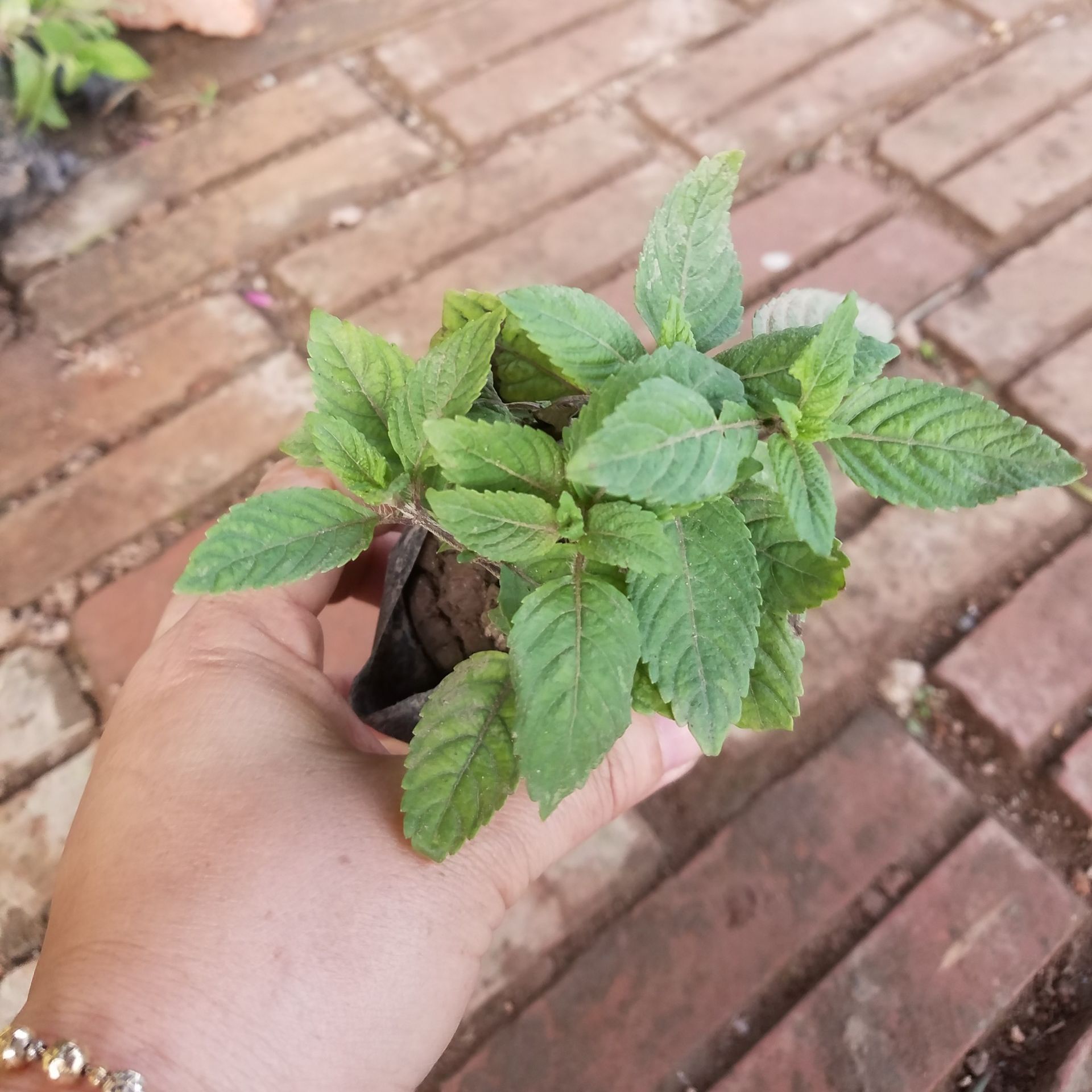 Bầu cây sương sáo làm thạch đen thơm ngon - Tặng kèm phân bón tốt lá