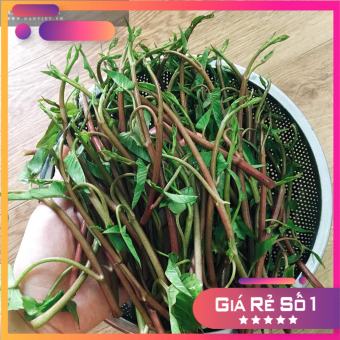 Hạt giống rau muống siêu ngọn tím nhập khẩu Thái Lan -10 gr