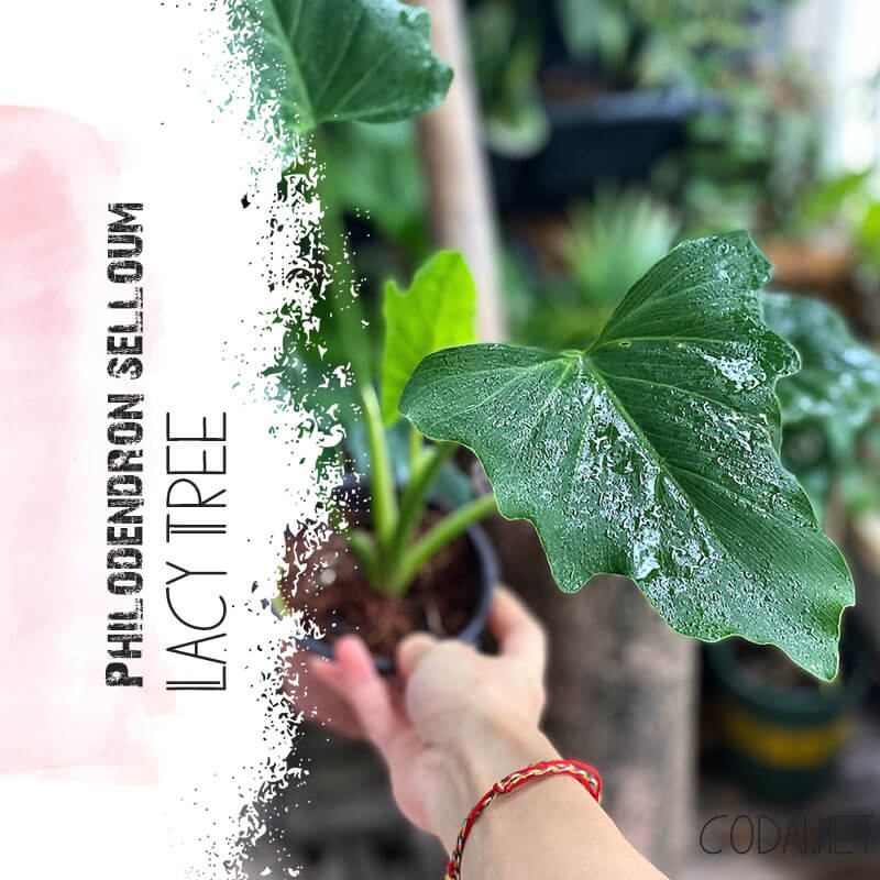 Cây Philodendron selloum > 25cm chậu nhựa 10cm