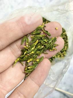 Tim sen loại 1 - tim sen còn nguyên không bể vụn- 100gr & 300gr ( Tâm sen - Tâm Liên)