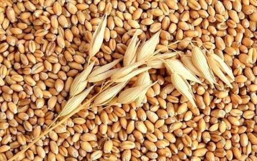 Hạt giống cỏ lúa mì (lúa mạch) 1Kg