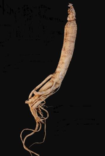 Nhân sâm Trường Bạch Sơn 10 năm tuổi(100g)