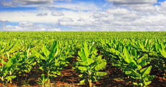 Chuối Táo Quạ cấy mô siêu sớm