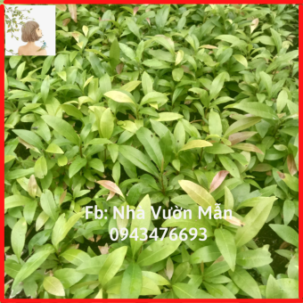 Combo 5 Cây Mai Dảo Thủ Đức 8-12 Cánh