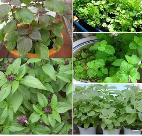 Combo 5 gói hạt giống rau thơm các loại dể trồng- tặng kèm 1 gói phân bón