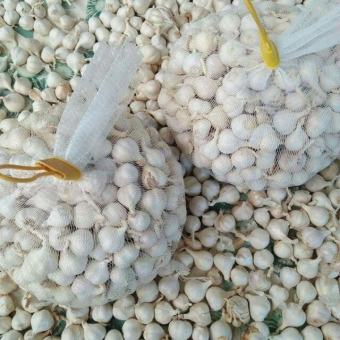 Tỏi tép Lý Sơn - 0,5kg hàng loại 1