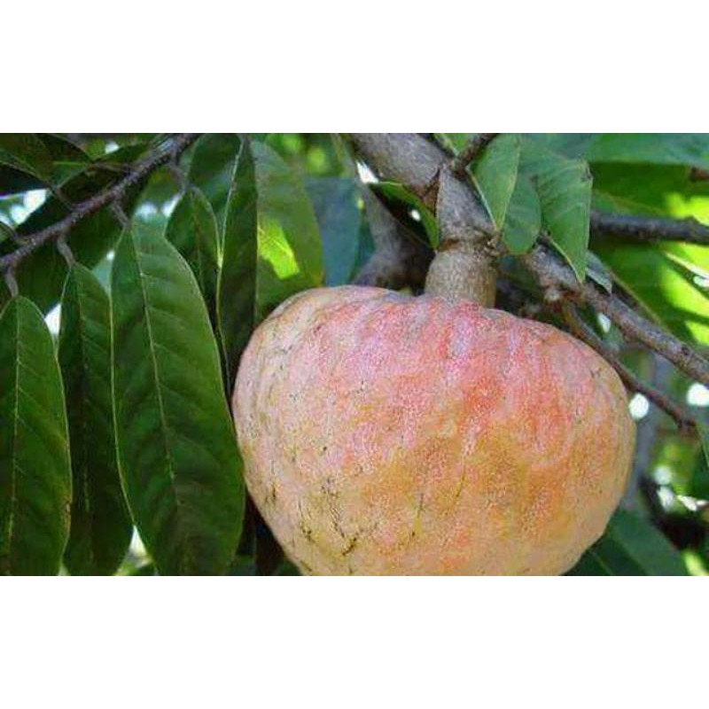 Cây na lê giống