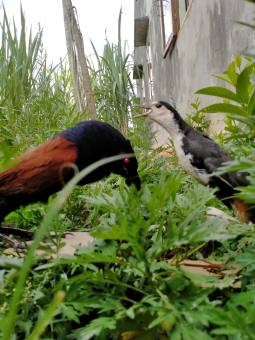 Mồi chim giả-cuốc giả-bìm bịp giả|BAO ĐEP-BAO BỀN