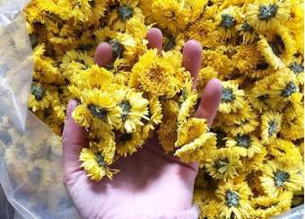 Trà hoa cúc vàng sấy khô nguyên bông 1kg