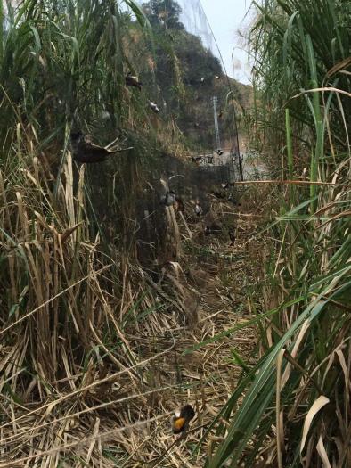 60m lưới 7p cao 5m 5 dây 4 túi bẫy các loại chim chào mào ,cu gáy,cu ngói ,cò ,vẹt ,sáo ,rẽ que,rẽ giun ...lưới cước thai lan đã nhuộm đen tàng hình sợi 0.15