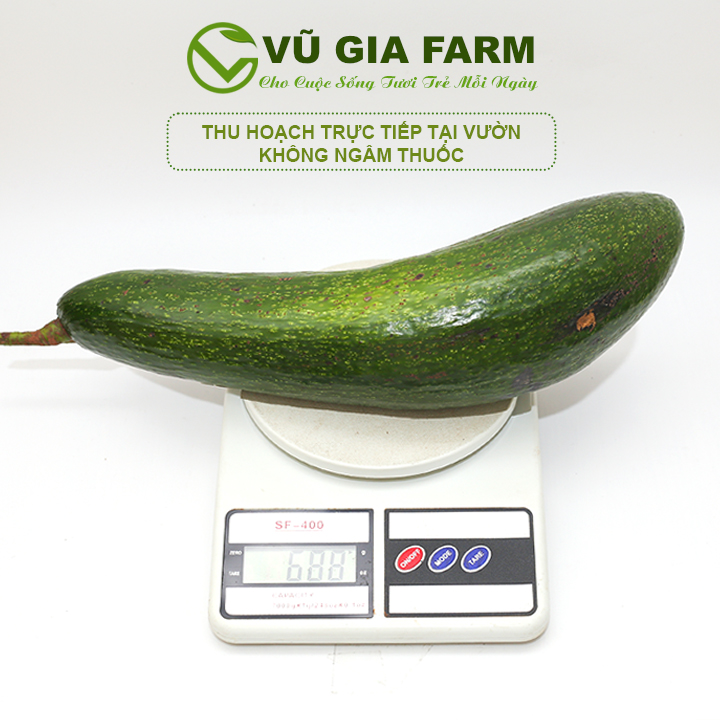 [ LOẠI ĐẶC BIỆT ] Bơ 034 Bảo Lộc Lâm Đồng VG FARM - Trái lớn hái trực tiếp tại vườn không lo hoá chất - Cơm vàng, sáp dẻo bao ăn