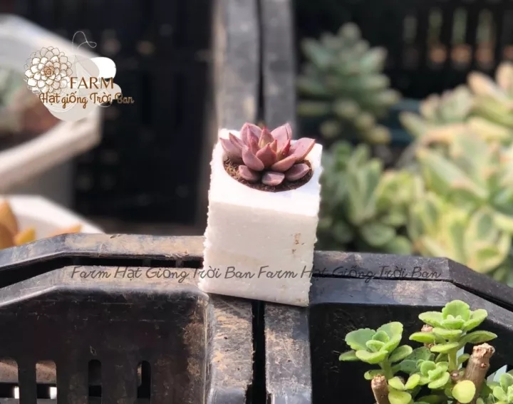 Sen đá đá nâu mini ️🎯size 3 - 5 cm ️🎯 đã thuần khí hậu ️🎯 xuất vườn đà lạt