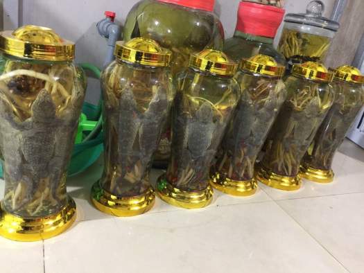 Tắc kè + bọ cạp Bình 5L  ngâm 2 cặp (tắc kè tươi dài 30cm) đảm bảo nguyên chất