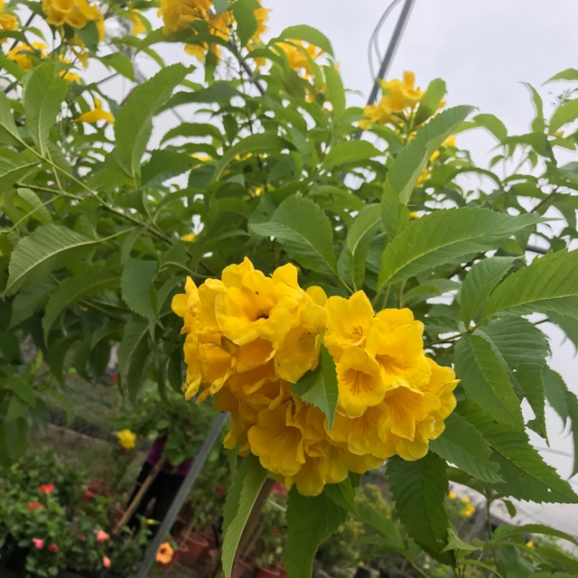Cây hoàng yến