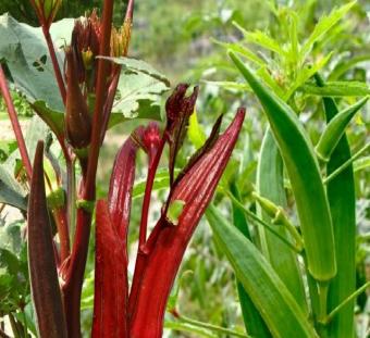 Hạt Giống Đậu Bắp Tím F1 Cao Sản - Đậu Bắp Thảo Dược Gói 10Hạt