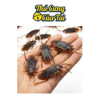 Con Gián Giả Đồ Chơi Cho Chó Mèo, Chơi Khăm - Thú Cưng Của Tui