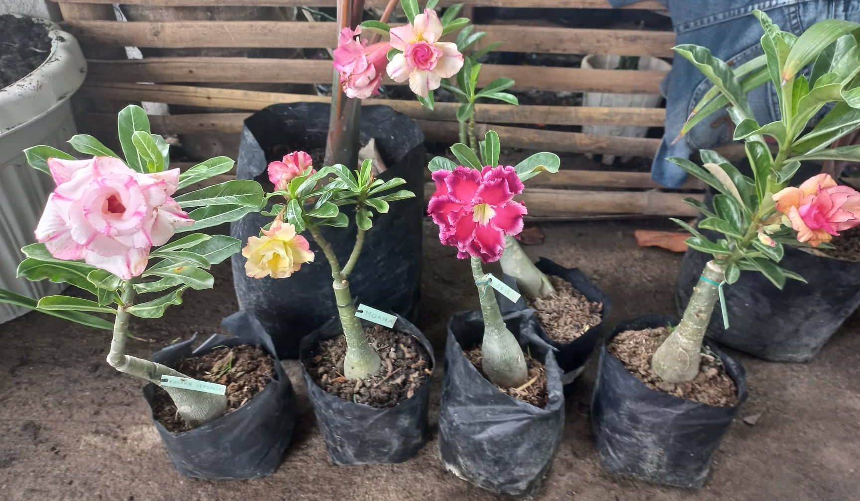 Desert Rose Live Plant by 