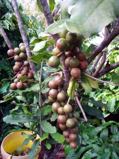 500G Hạt mắc ca Đắk Lắk - Hạt macca Đăk Lắk