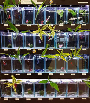 Hồ cá Betta- Keo Kính Nuôi Betta dán giấu keo siêu đẹp.