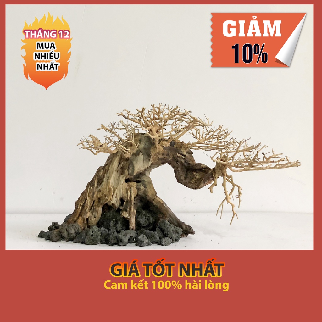 LŨA THUỶ SINH - Dáng Bonsai - Linh sam ghép tán xương
