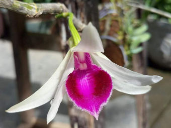 phi điệp bệt lâm sung