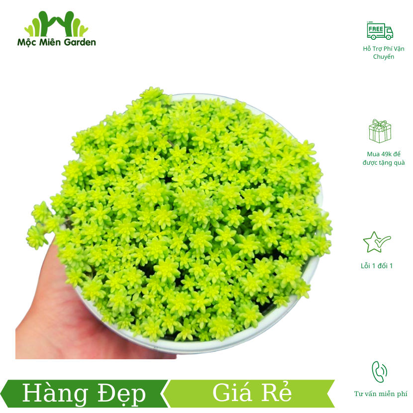 Sen Đá Sedum Xanh - Cây Decor - Cây Trang Trí - Cây Phong Thủy -  Cây Cảnh - Cây Để Bàn - Cây Văn Phòng - Mộc Miên Garden