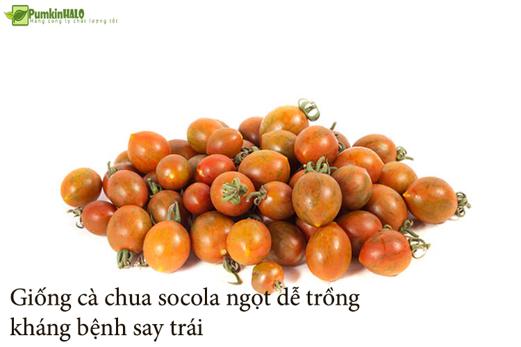 [HCM]Gói 10 hạt _Hạt giống cà chua Socola siêu ngọt nhập khẩu _hạt giống thái lan .