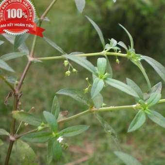 500g Cây bạch hoa xà thiệt thảo