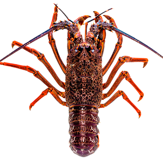 Tôm Hùm Đá Nam Úc loại 0.8-1 kg