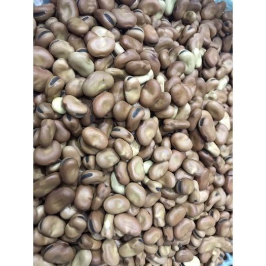 Hạt đậu tằm Úc( đậu răng ngựa- FABA BEAN) 1kg