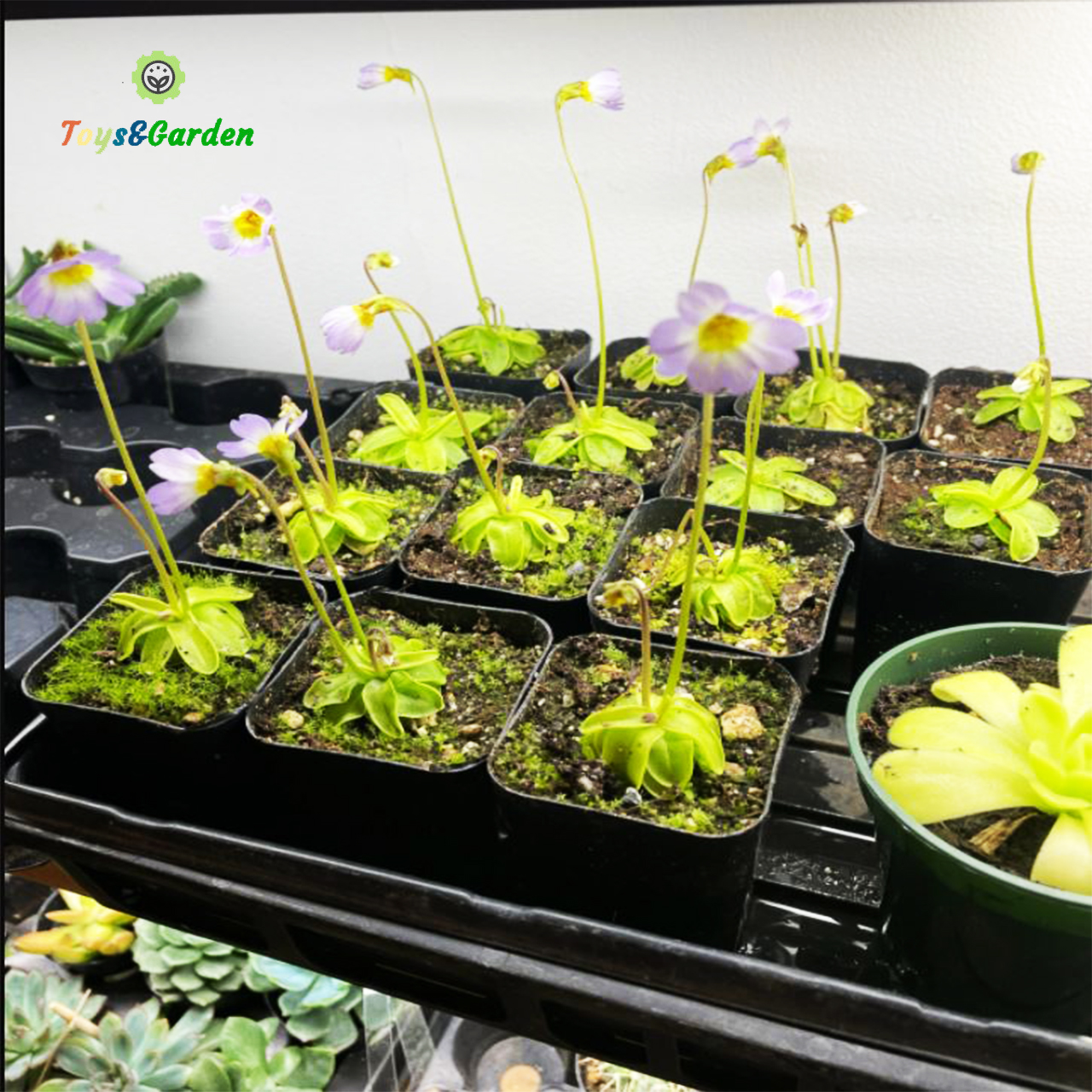 Cây Bắt Mồi Cây Ăn Thịt Cỏ Bơ Chuyên Bắt Ruồi Muỗi Kiến Pinguicula primuliflora Bẫy Keo Dính Côn Trùng Dễ Trồng LớnNhanh