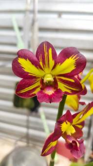 Denro vàng đỏ xưa hàng cây giống