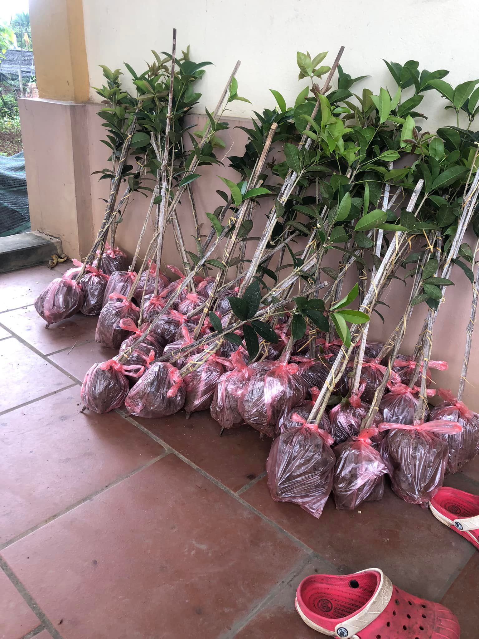 Mộc hương hoa vàng hàng 1 năm cam kết chuẩn giống cây cao 60/80cm-feership từ 50k