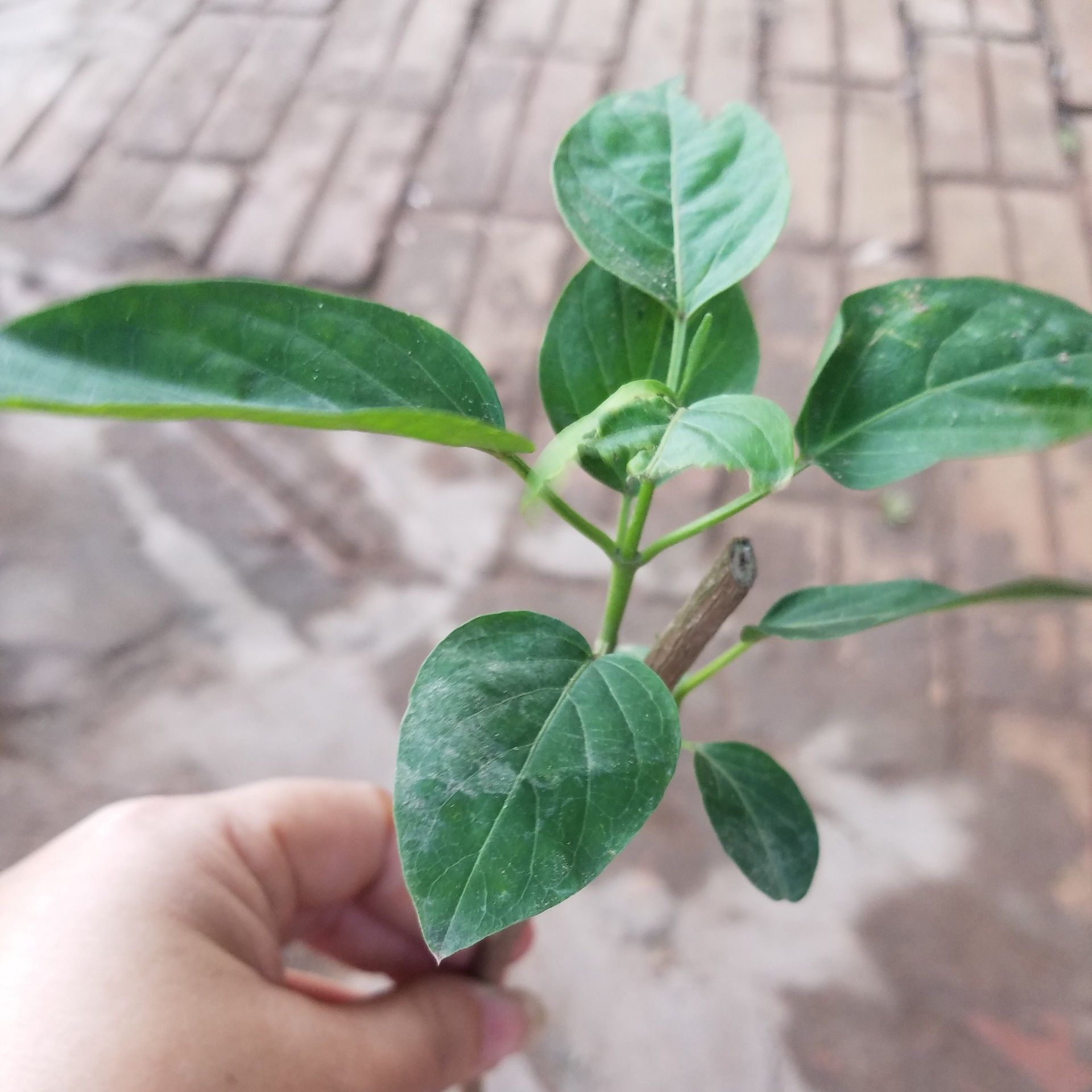 Combo 4 cây dây thìa canh lá to chuẩn giống - Tặng kèm phân dê lưới