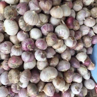 1Kg Tỏi Cô Đơn Phan Rang làm tỏi đen