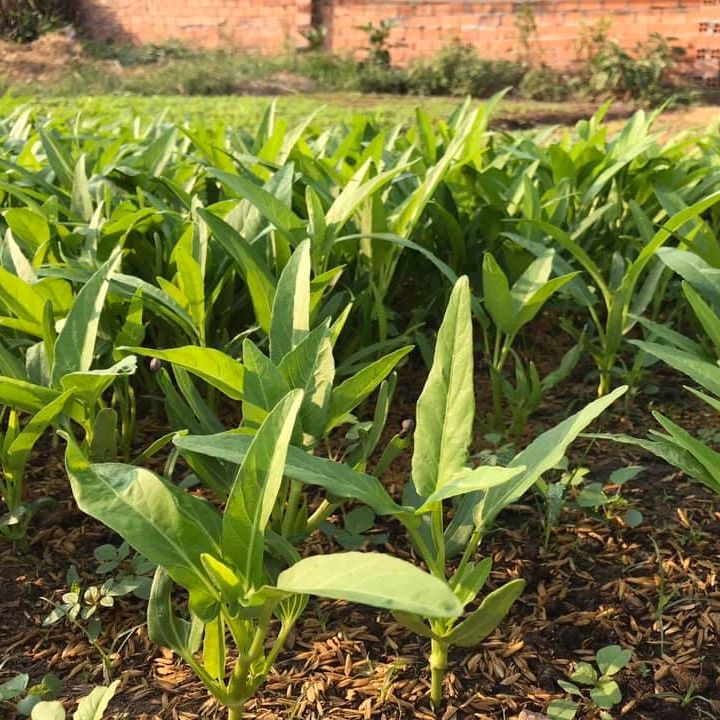 Hạt Giống Rau Muống Lá Lớn Dễ Trồng, Năng Suất Cao (50gr)