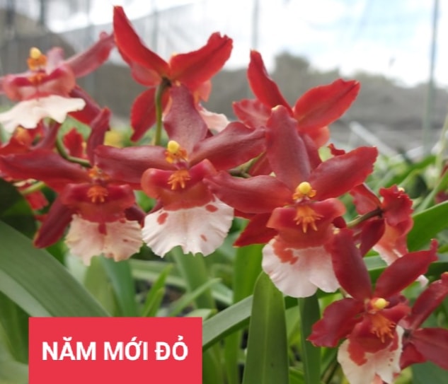 Hoa lan vũ nữ : năm mới đỏ- chậu trưởng thành