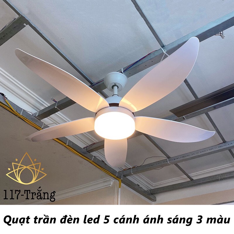 Quạt trần có đèn 5 cánh cong ánh sáng 3 màu,động cơ DC lõi đồng 6 tốc độ mát,đảo chiều hút ẩm mùa đông,bảo hành 5 năm