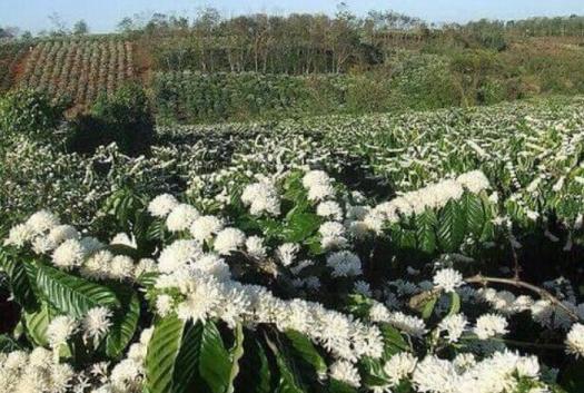 MẬT ONG HOA CÀ PHÊ ĐAN VIỆN THIÊN LỘC