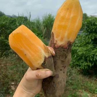 Khoai sâm Y Tuý giòn ngọt 1kg