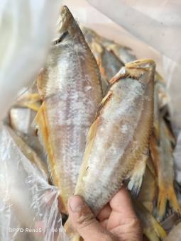 1 Con Khô Cá Lẹp Vàng Đặc Sản Vàng Cà Mau