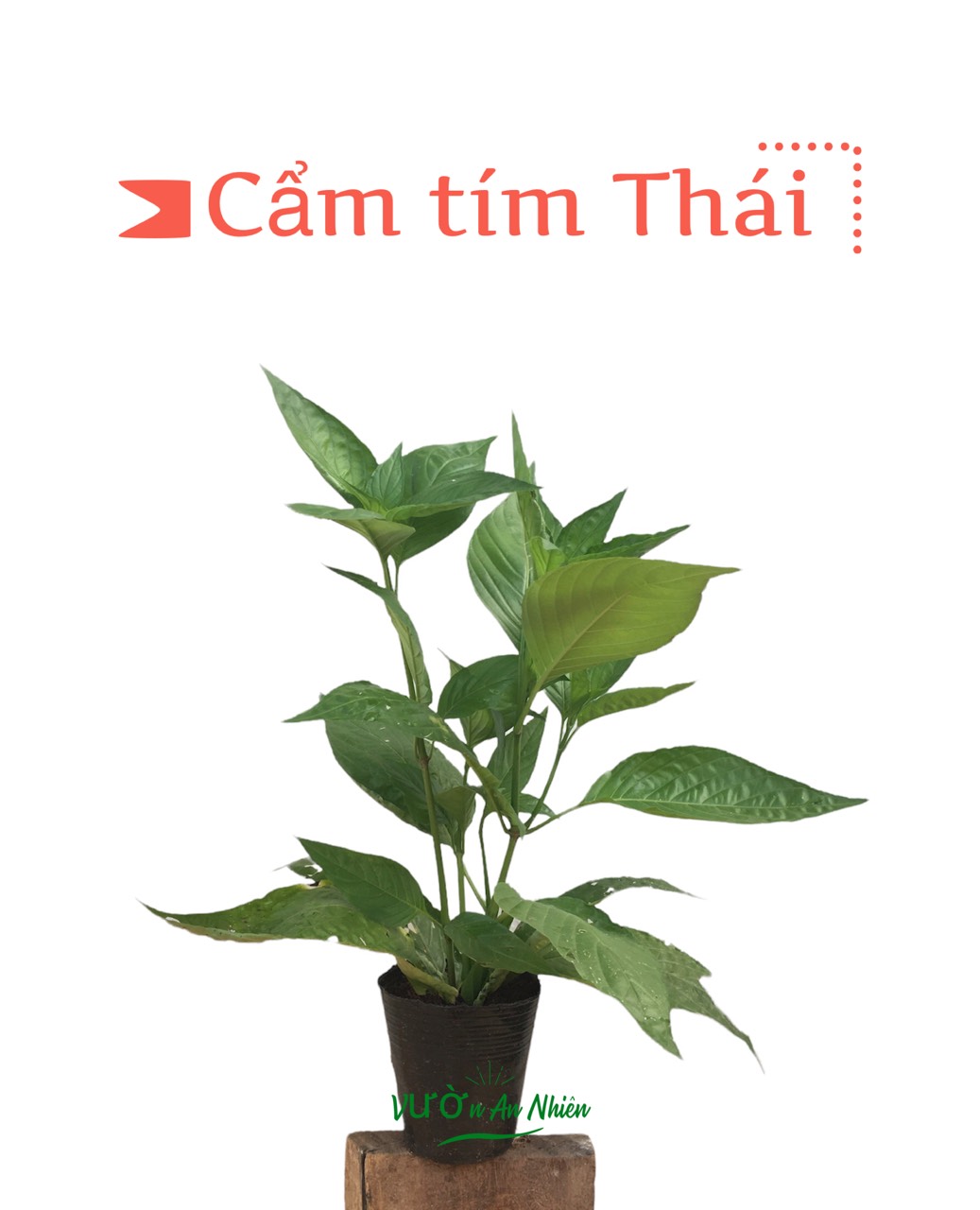 Cây cẩm tím Thái. cây bụi, đậm màu, lên màu đẹp, màu nấu xôi, màu tím đẹp