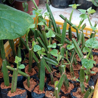 Cây giống chìa vôi 4 cạnh quý hiếm -  Đơn hàng thanh toán trước tặng lọ siêu kích rễ