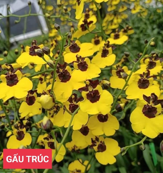 Hoa lan vũ nữ gấu trúc- chậu trưởng thành