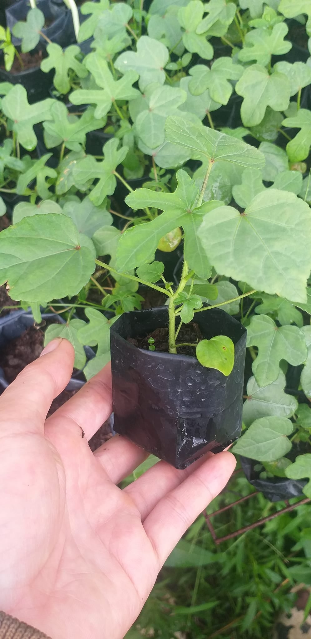 Cây giống Sâm bố chính